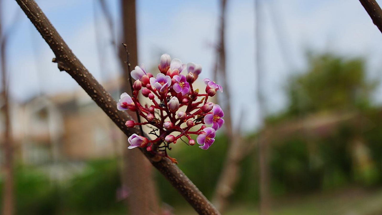 Free download high resolution image - free image free photo free stock image public domain picture -Flowering branch