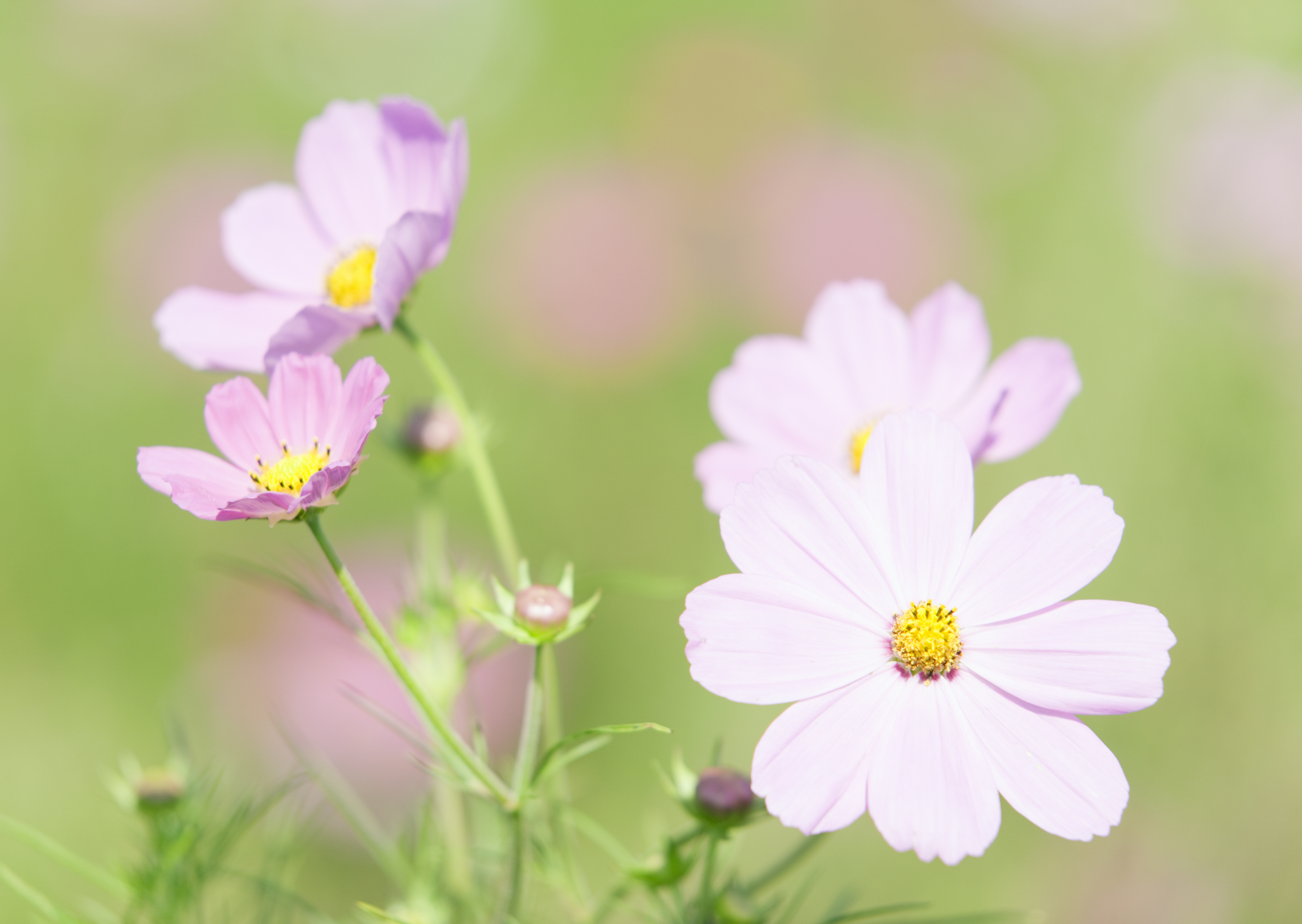 Free download high resolution image - free image free photo free stock image public domain picture -The Cosmos Flower