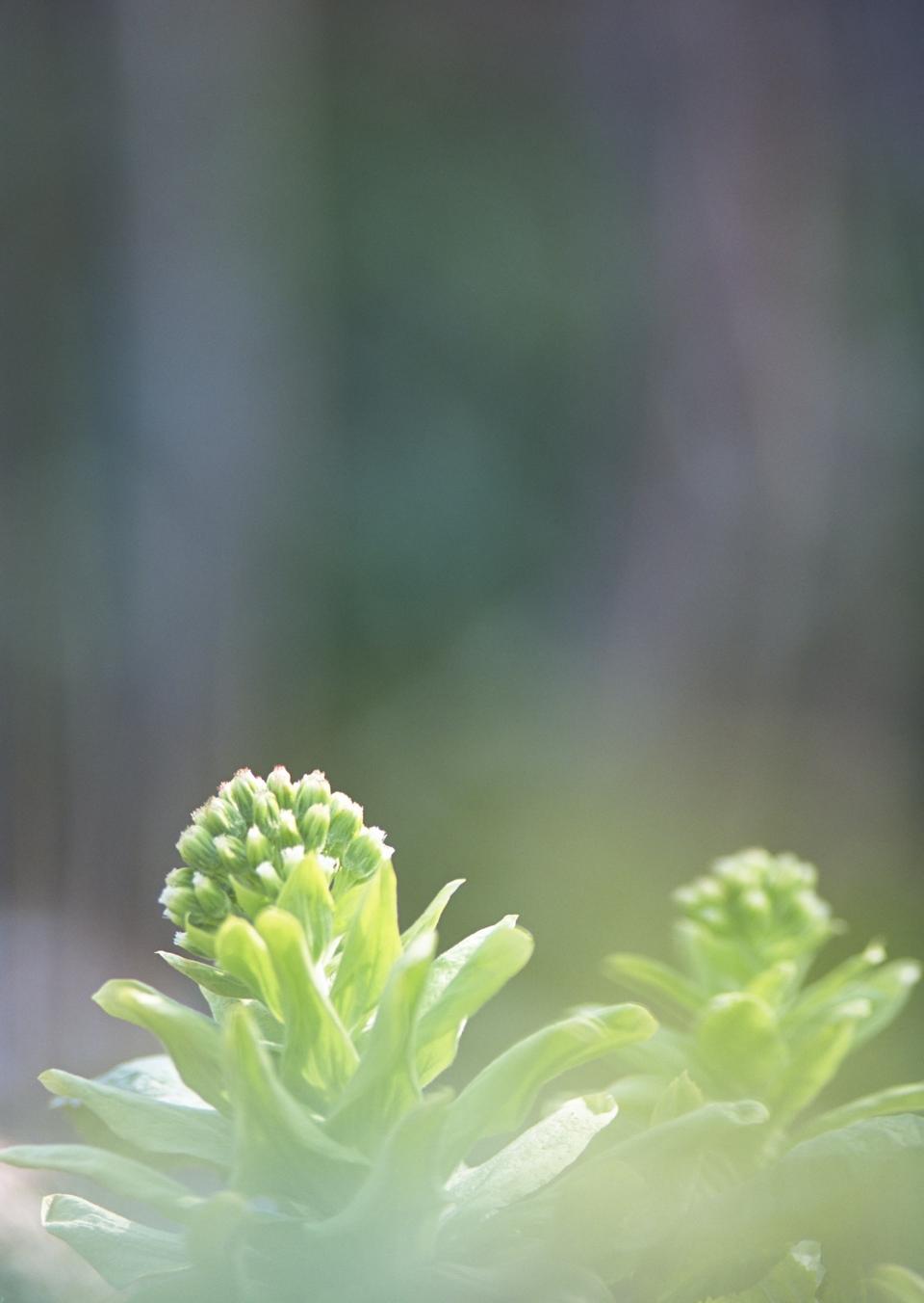 Free download high resolution image - free image free photo free stock image public domain picture  Light green wild grass flowers