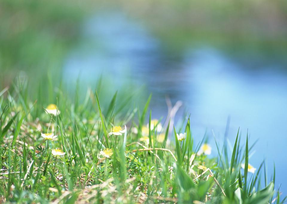 Free download high resolution image - free image free photo free stock image public domain picture  Macro image of wild daisy flowers in wildflower meadow landscape