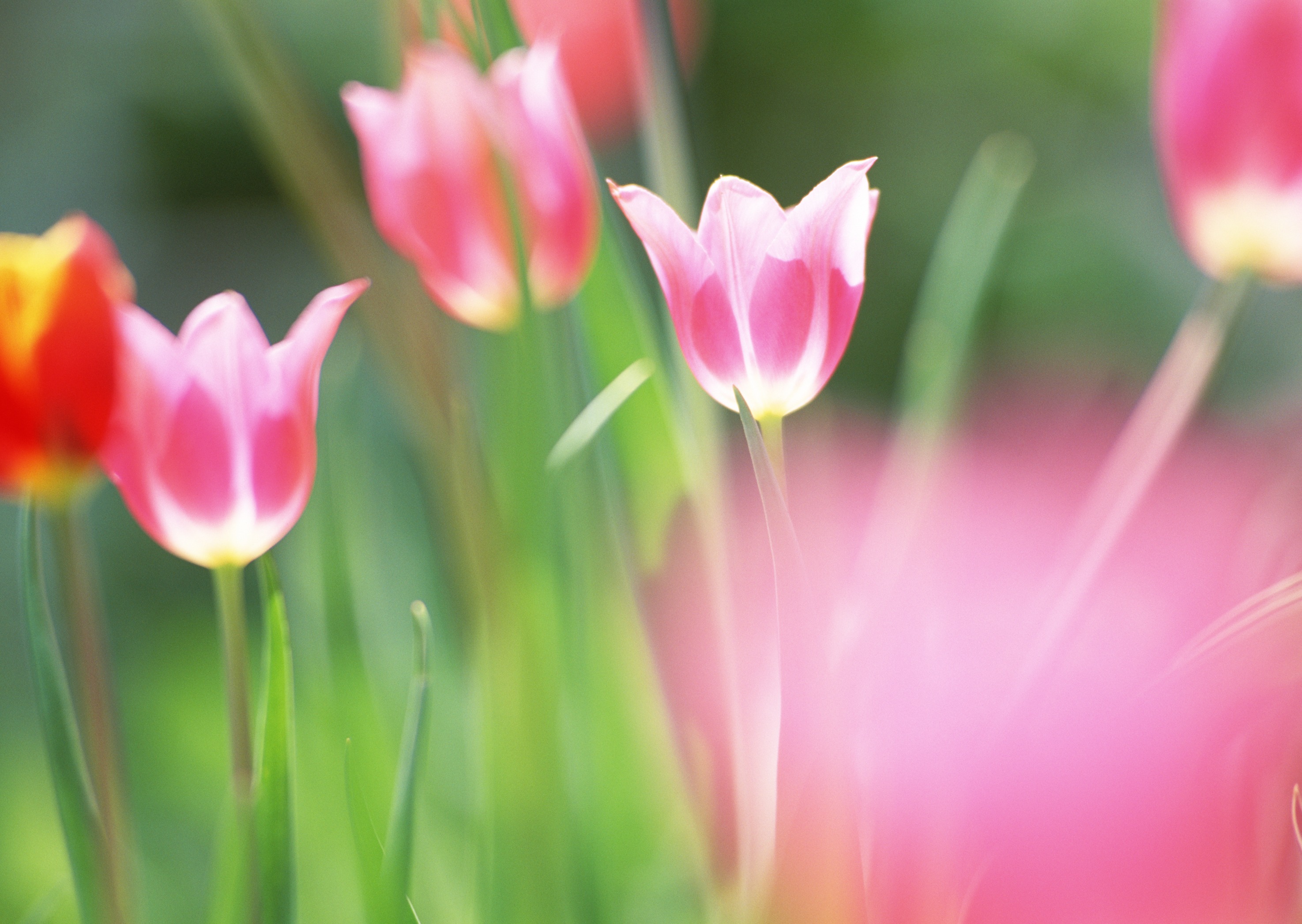 Free download high resolution image - free image free photo free stock image public domain picture -Tulip. Beautiful bouquet of tulips. colorful tulips.