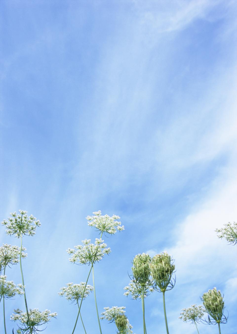 Free download high resolution image - free image free photo free stock image public domain picture  Summer wildflowers Cow Parsley during sunrise