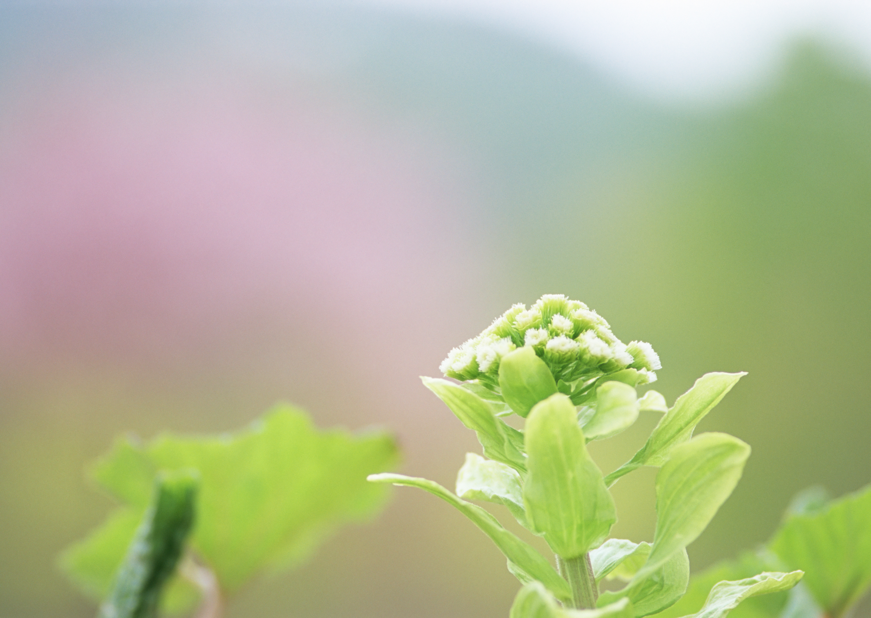 Free download high resolution image - free image free photo free stock image public domain picture -group of round light green wild grass flowers