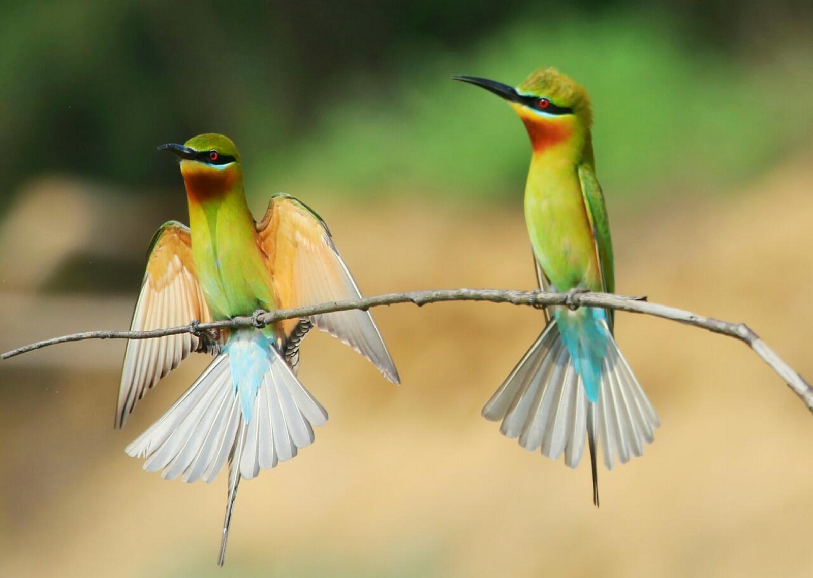 Free download high resolution image - free image free photo free stock image public domain picture -Green Bee Eaters on branch of tree