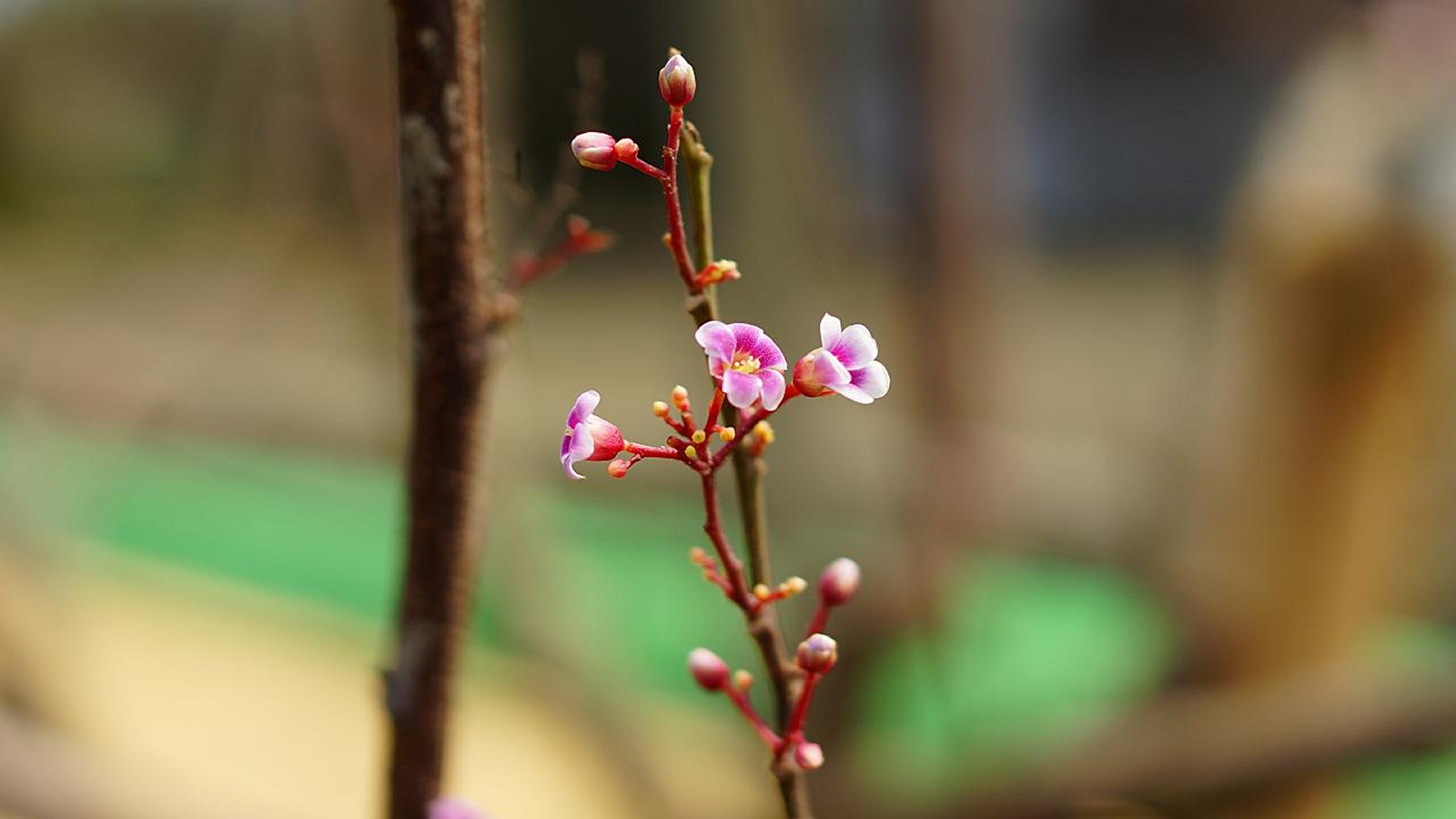 Free download high resolution image - free image free photo free stock image public domain picture -Flowering branch