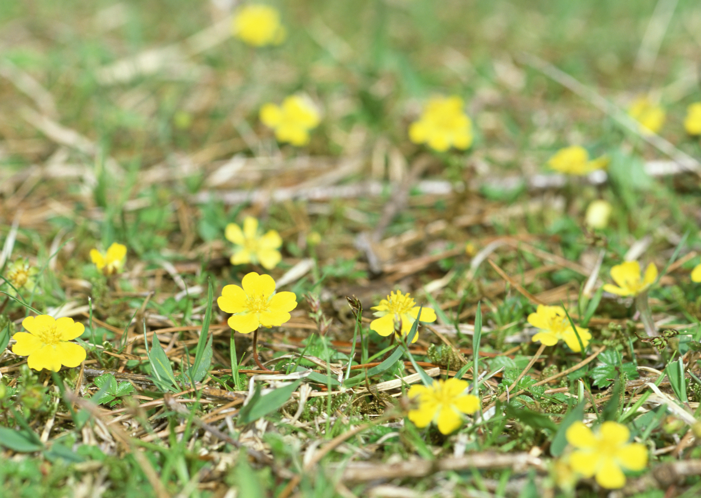 Free download high resolution image - free image free photo free stock image public domain picture -Macro of bright yellow flowers of Greater celandine