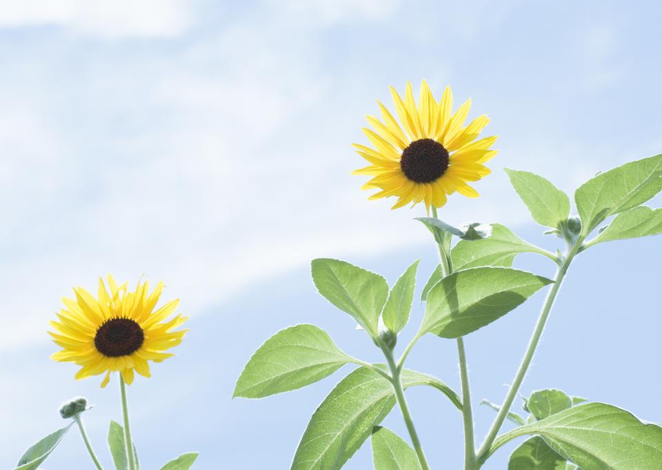 Free download high resolution image - free image free photo free stock image public domain picture  Close-up of sun flower against a blue sky