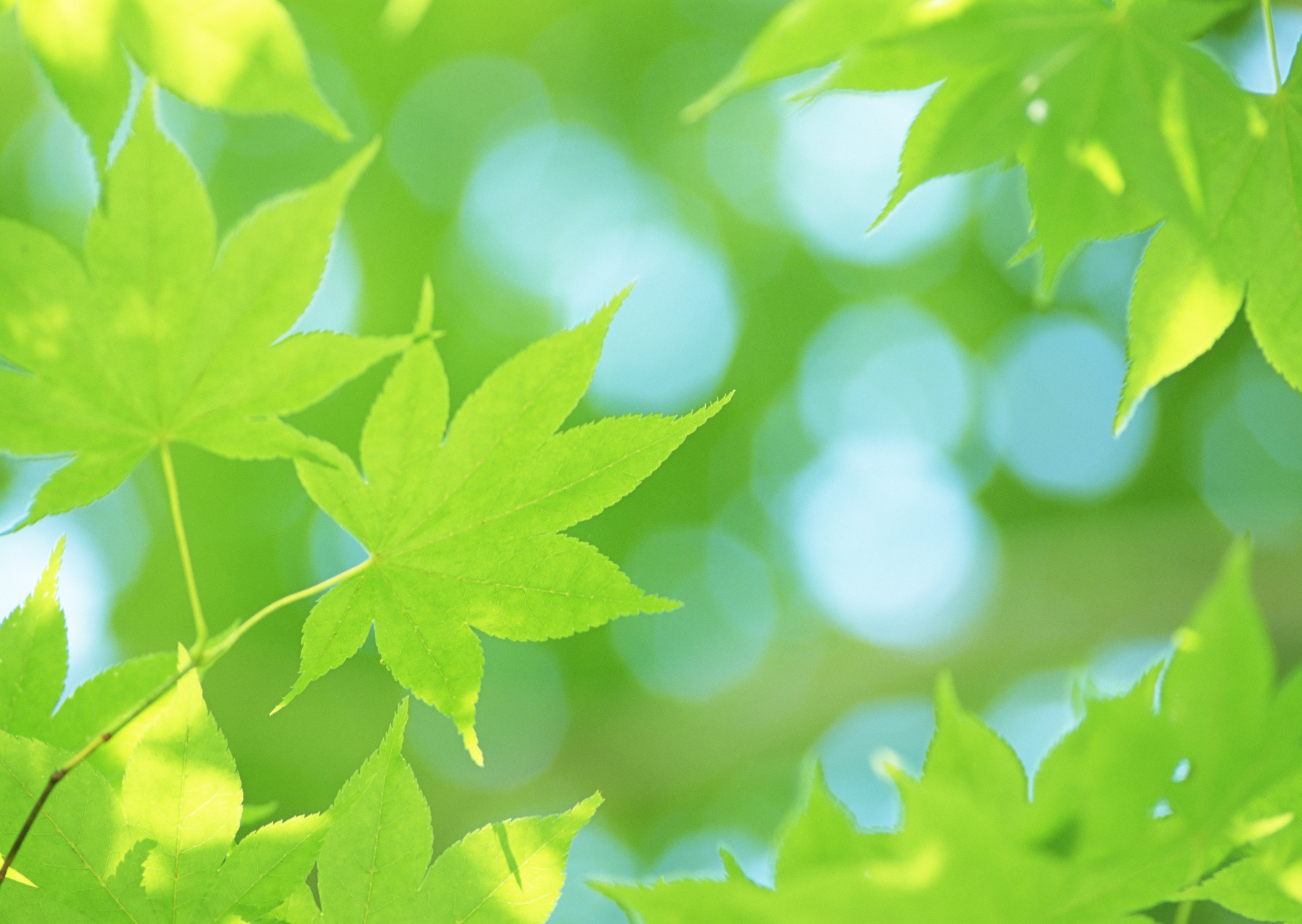 Free download high resolution image - free image free photo free stock image public domain picture -Beautiful green leaves of an American Yellow Wood make pattern