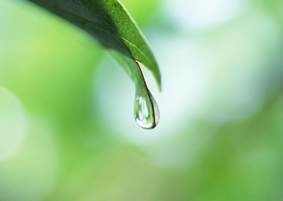 Free download high resolution image - free image free photo free stock image public domain picture  Rain drop on a leaf close up