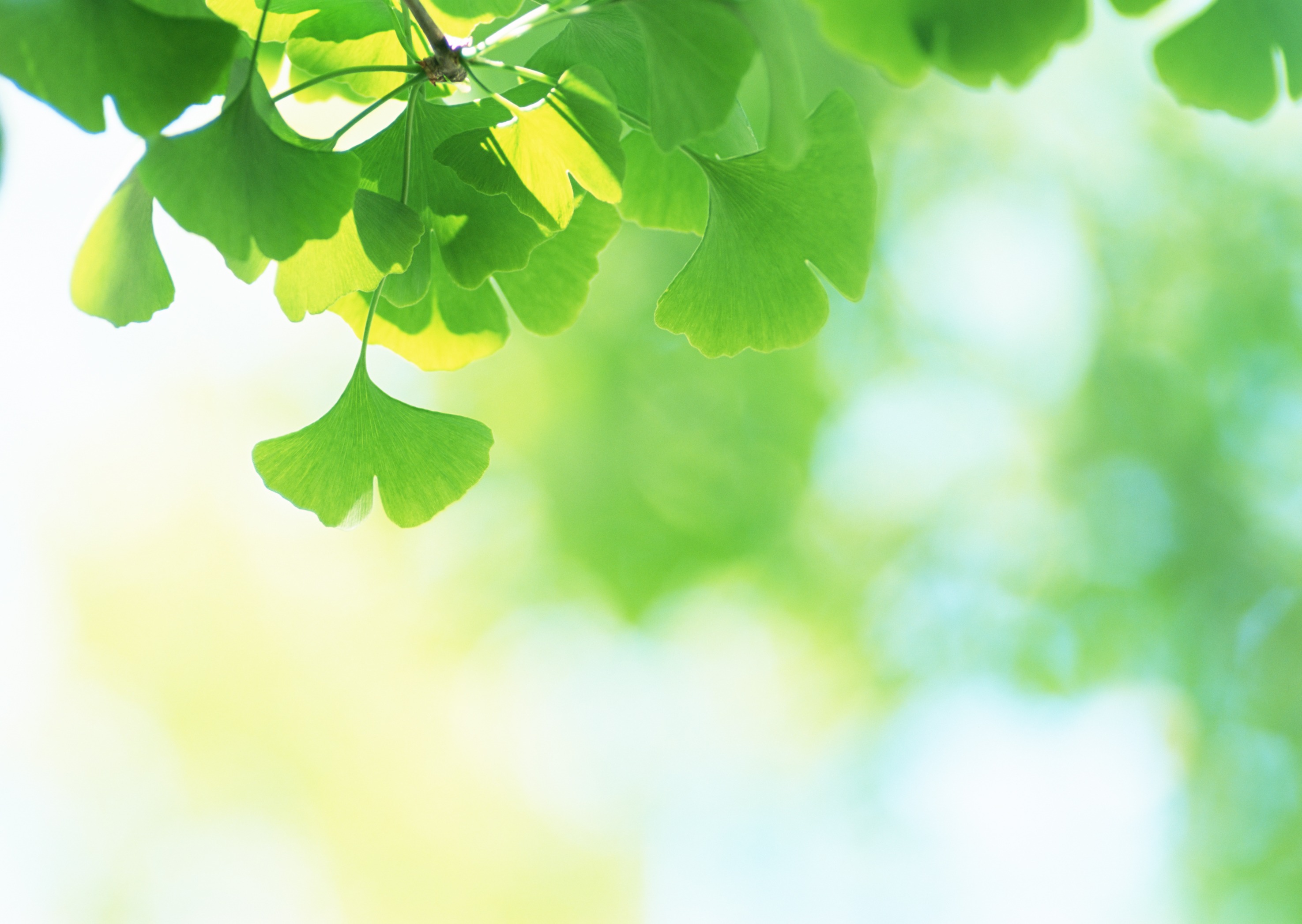 Free download high resolution image - free image free photo free stock image public domain picture -Ginkgo green leaves under sun background