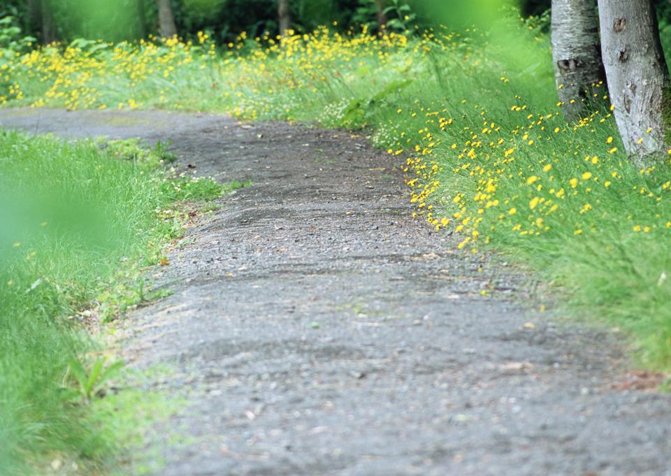 Free download high resolution image - free image free photo free stock image public domain picture  Beautiful forest mountain path