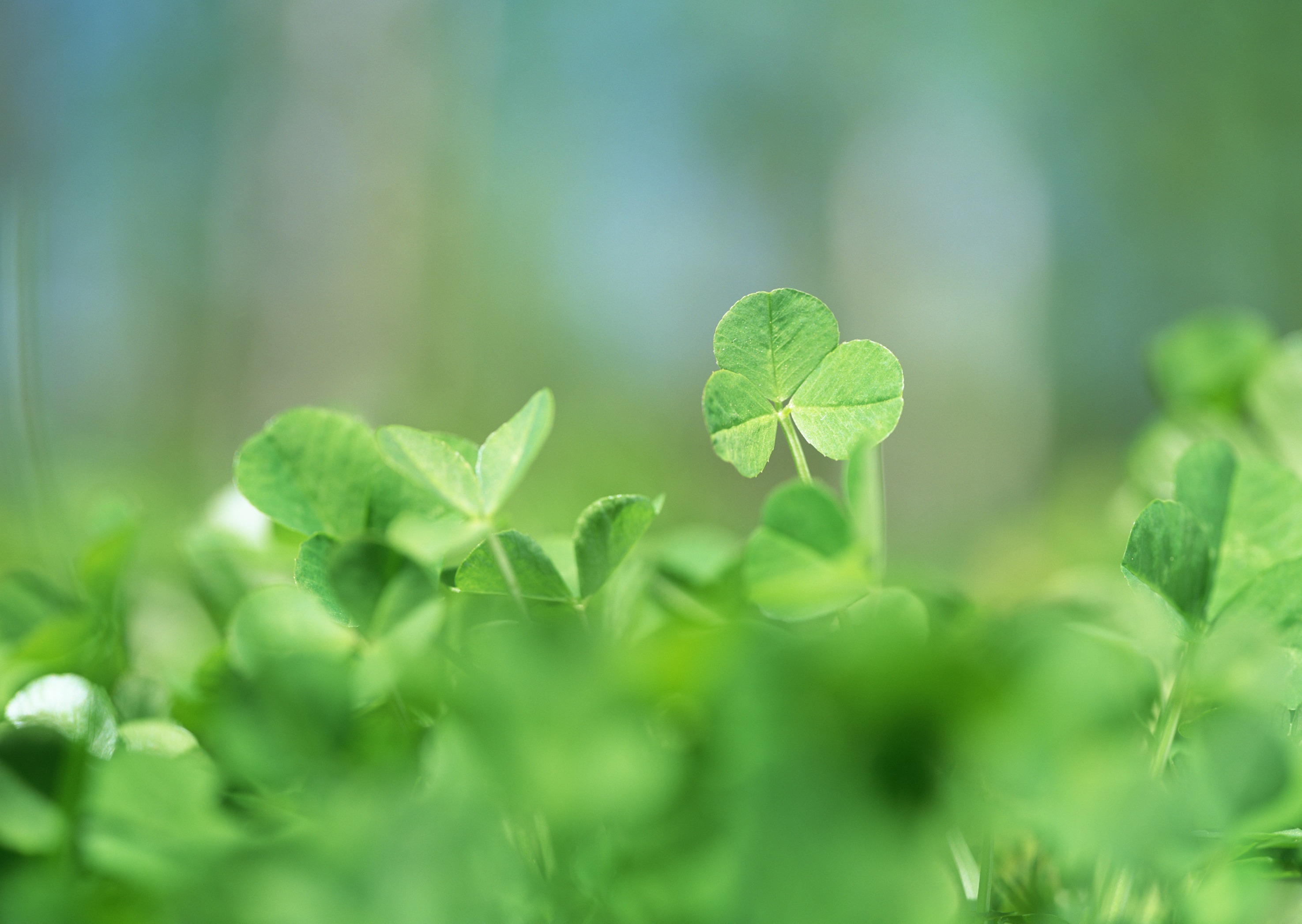 Free download high resolution image - free image free photo free stock image public domain picture -Three leaf clovers