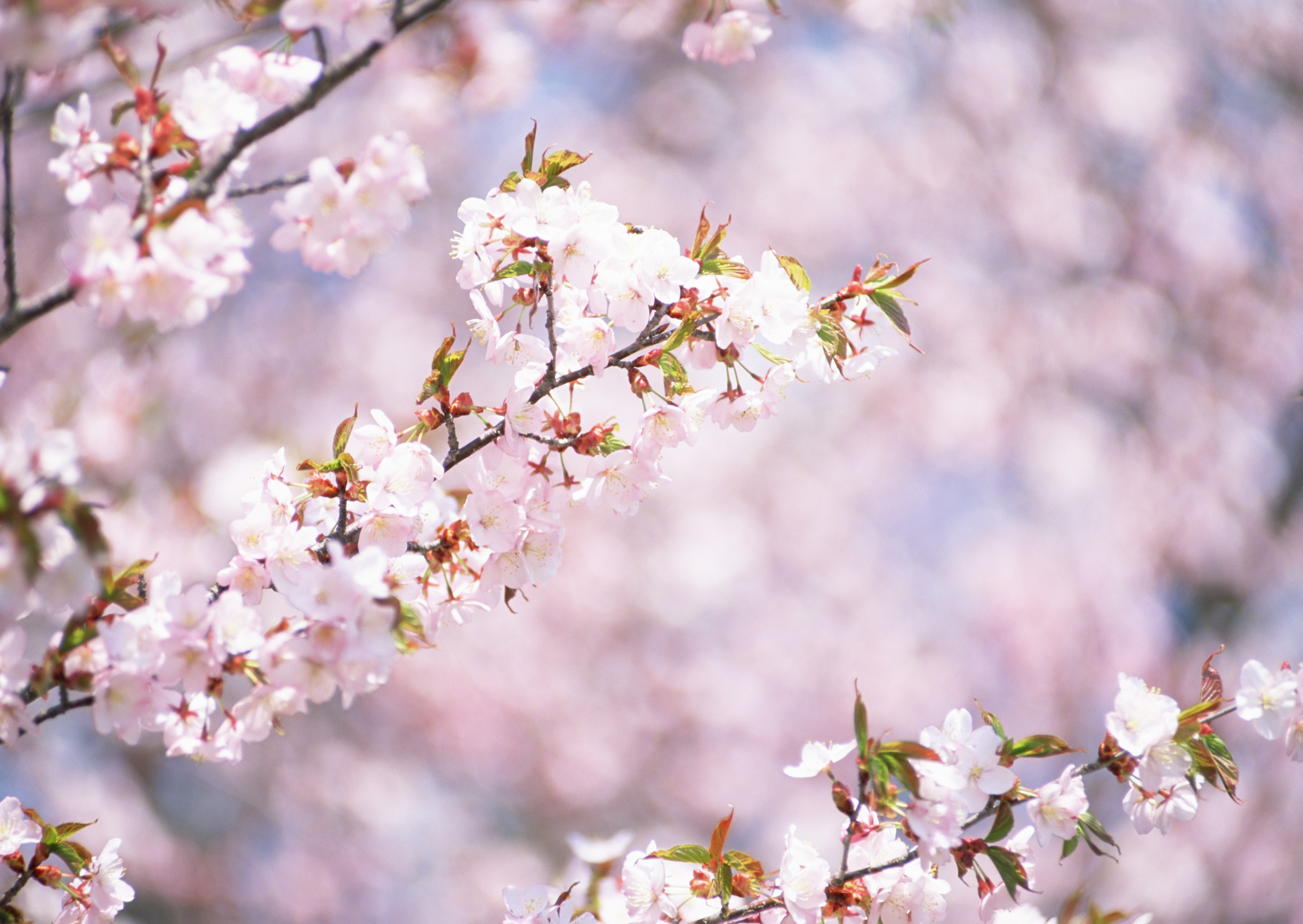 Free download high resolution image - free image free photo free stock image public domain picture -A Oriental White-eye bird, standing on the  cherry bloom.