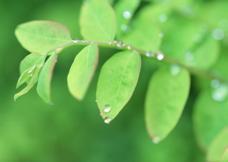 Free download high resolution image - free image free photo free stock image public domain picture  Green leaf with water drops