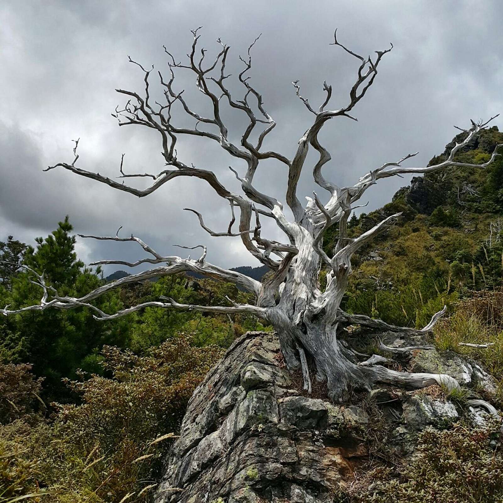 Free download high resolution image - free image free photo free stock image public domain picture -Big old tree