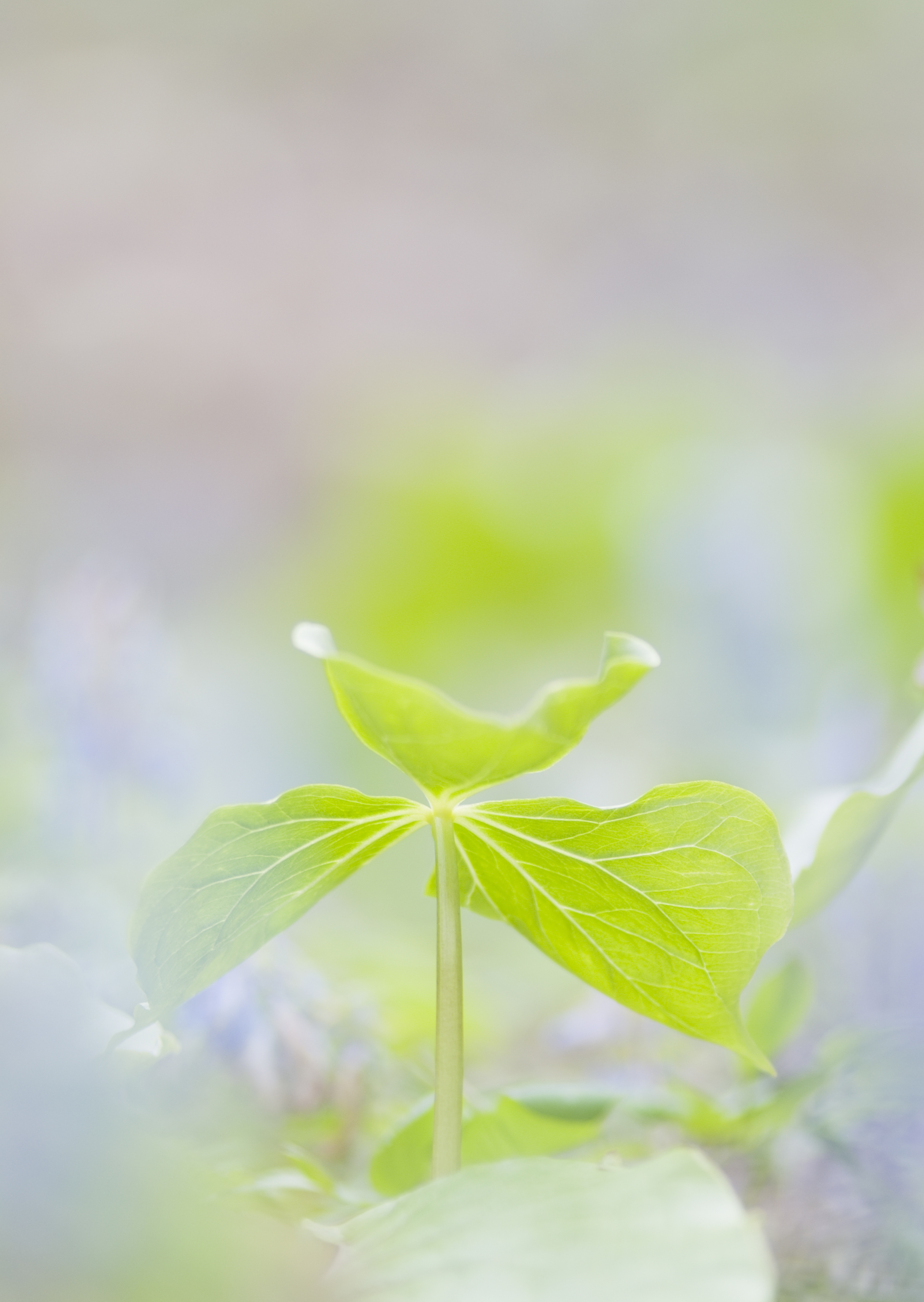 Free download high resolution image - free image free photo free stock image public domain picture -Focus on green leaves