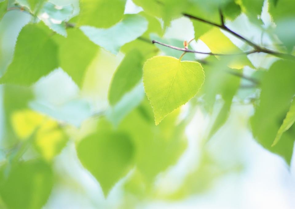 Free download high resolution image - free image free photo free stock image public domain picture  Green leaves and sky background