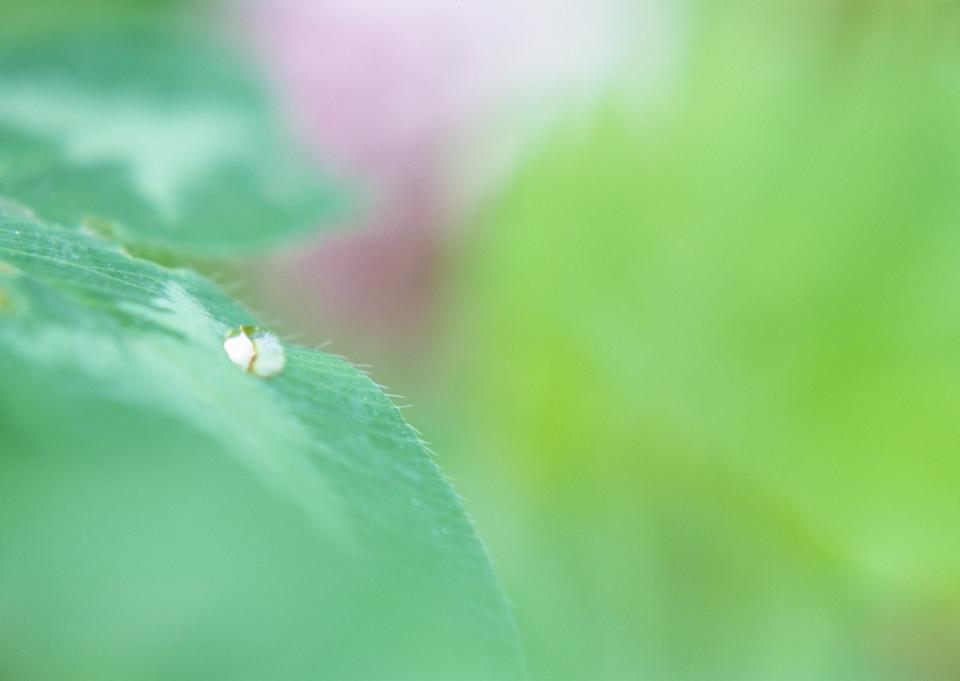 Free download high resolution image - free image free photo free stock image public domain picture  Dew drops close up