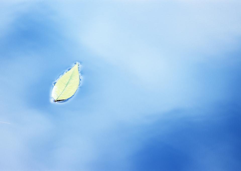 Free download high resolution image - free image free photo free stock image public domain picture  Single green leaf over the water