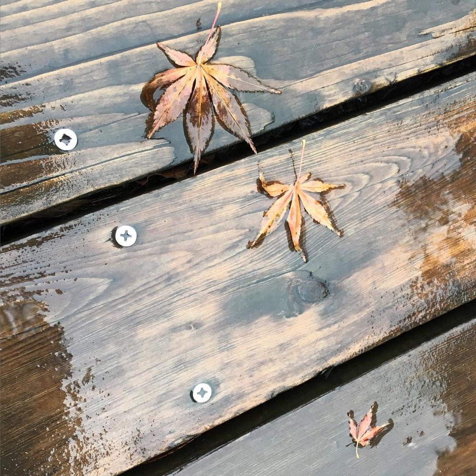 Free download high resolution image - free image free photo free stock image public domain picture  Autumn leaves on wooden wet floor