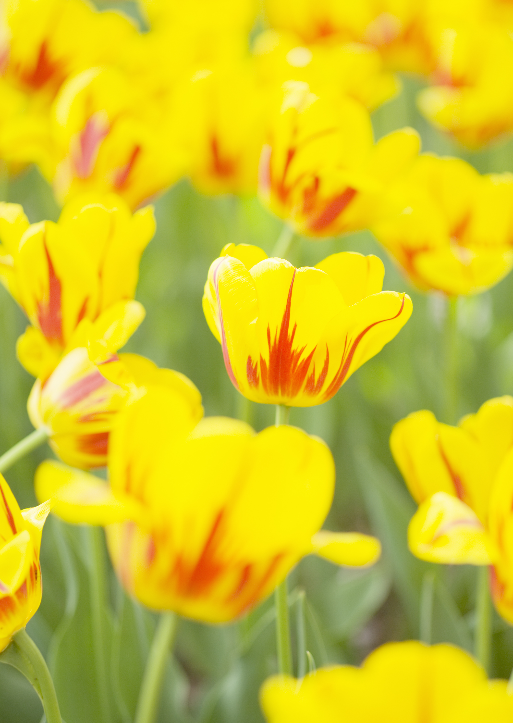 Free download high resolution image - free image free photo free stock image public domain picture -Tulip. Beautiful bouquet of tulips.