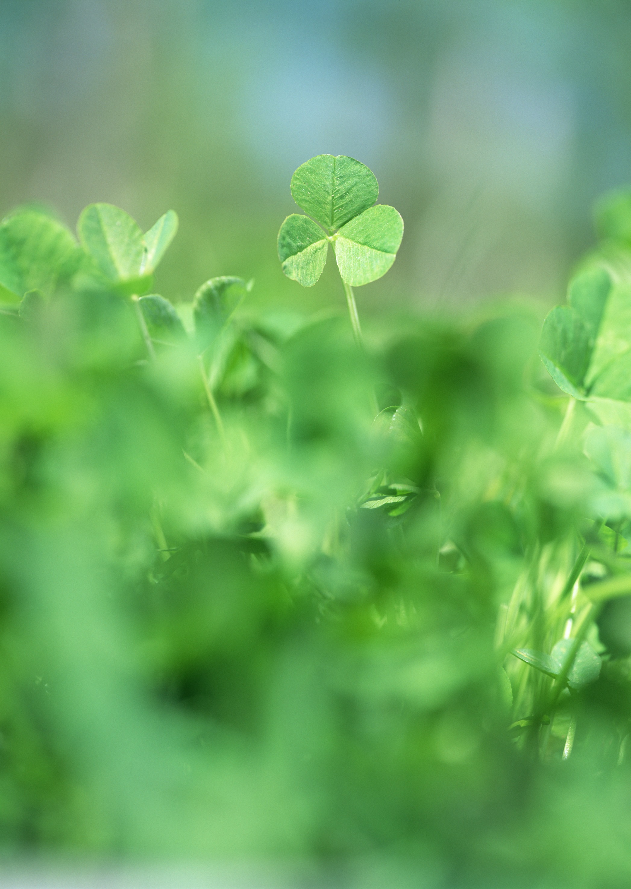 Free download high resolution image - free image free photo free stock image public domain picture -Spring green clover (shamrock) leaves