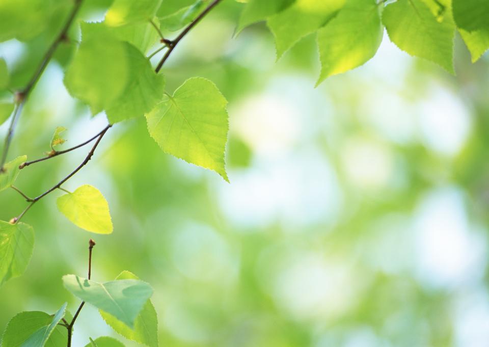 Free download high resolution image - free image free photo free stock image public domain picture  Sun beams and green leaves