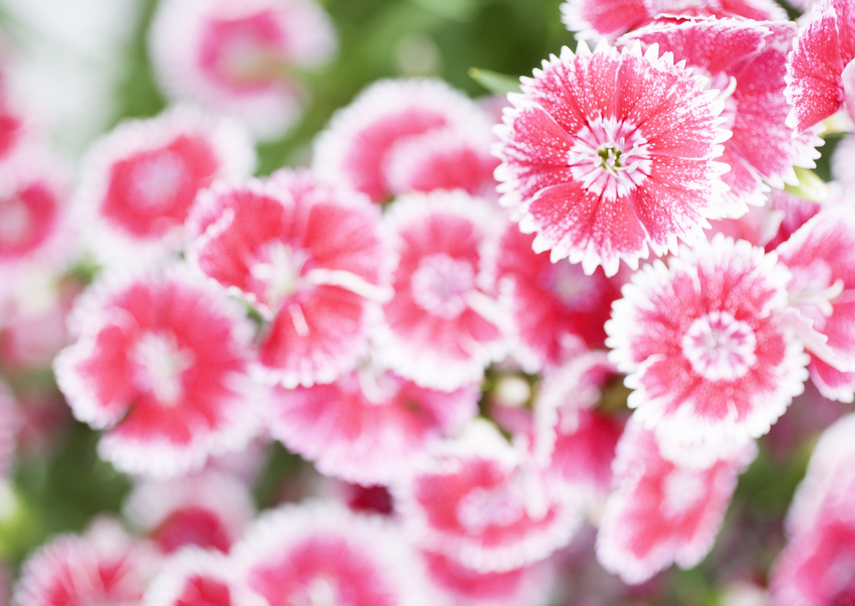 Free download high resolution image - free image free photo free stock image public domain picture -Silene coronaria (rose campion) flowers closeup