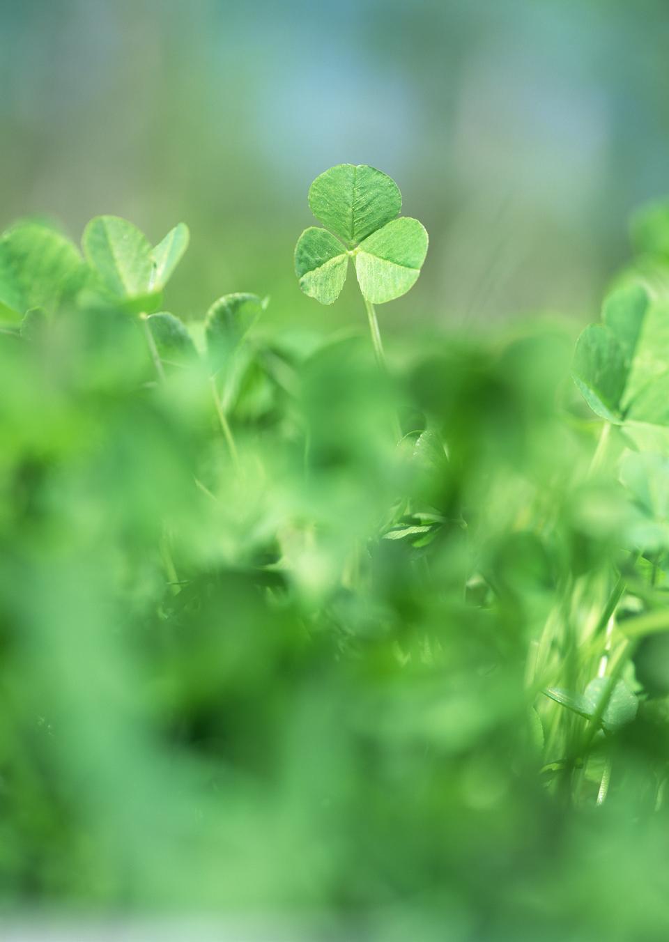 Free download high resolution image - free image free photo free stock image public domain picture  Spring green clover (shamrock) leaves