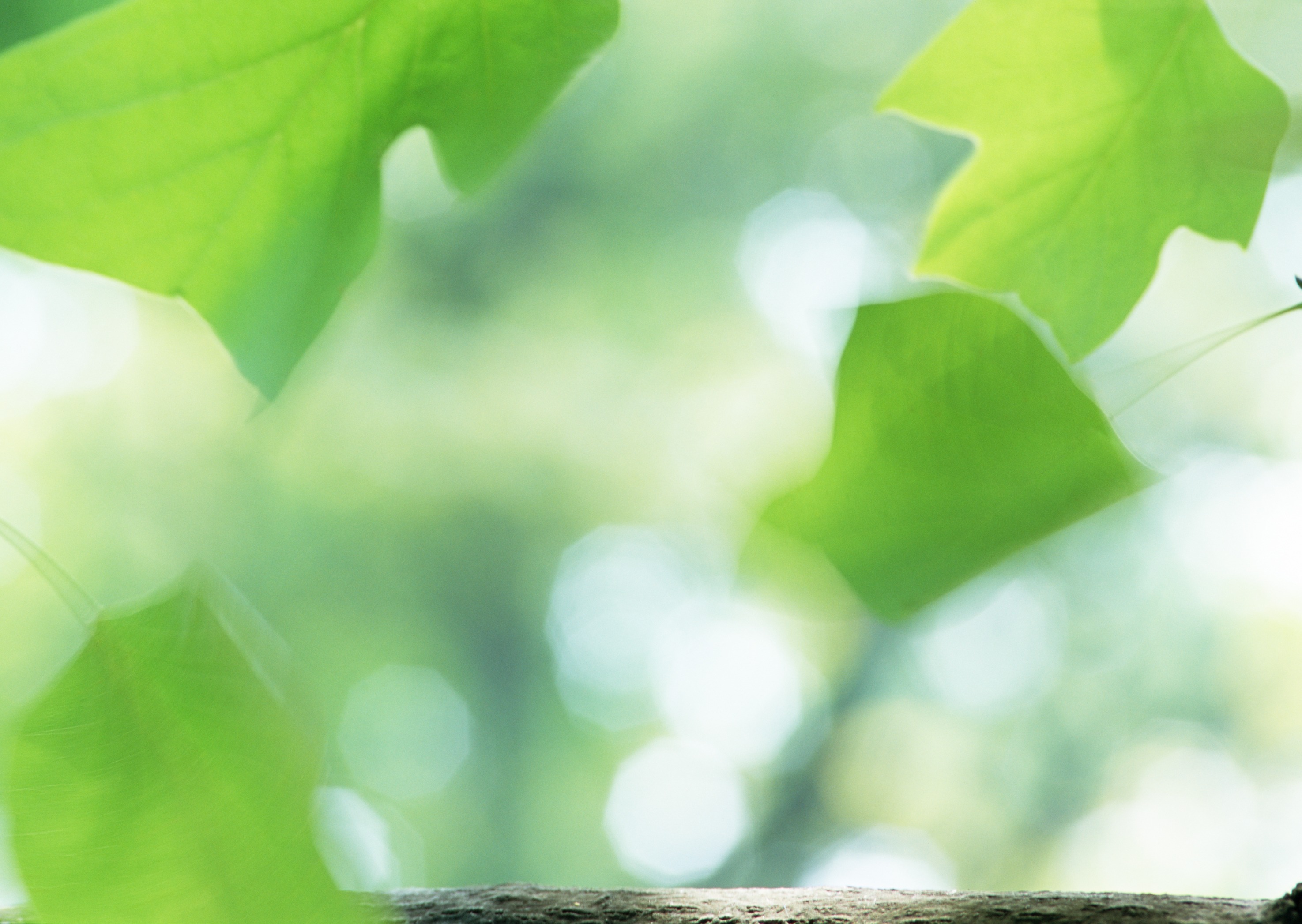 Free download high resolution image - free image free photo free stock image public domain picture -fresh new green leaves glowing in sunlight