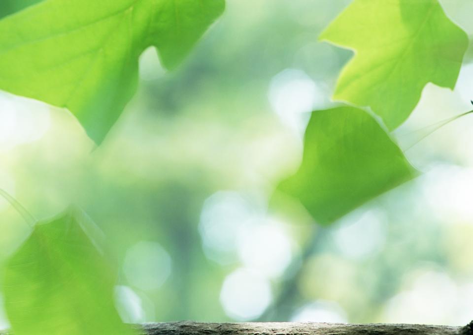 Free download high resolution image - free image free photo free stock image public domain picture  fresh new green leaves glowing in sunlight