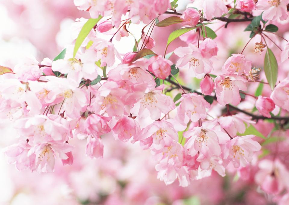 Free download high resolution image - free image free photo free stock image public domain picture  Pink cherry blossom in full bloom.