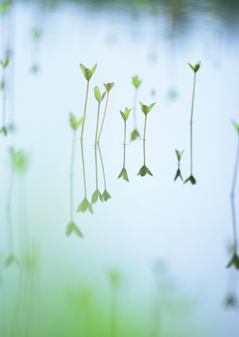 Free download high resolution image - free image free photo free stock image public domain picture  Green plants in a row of test tubes with water