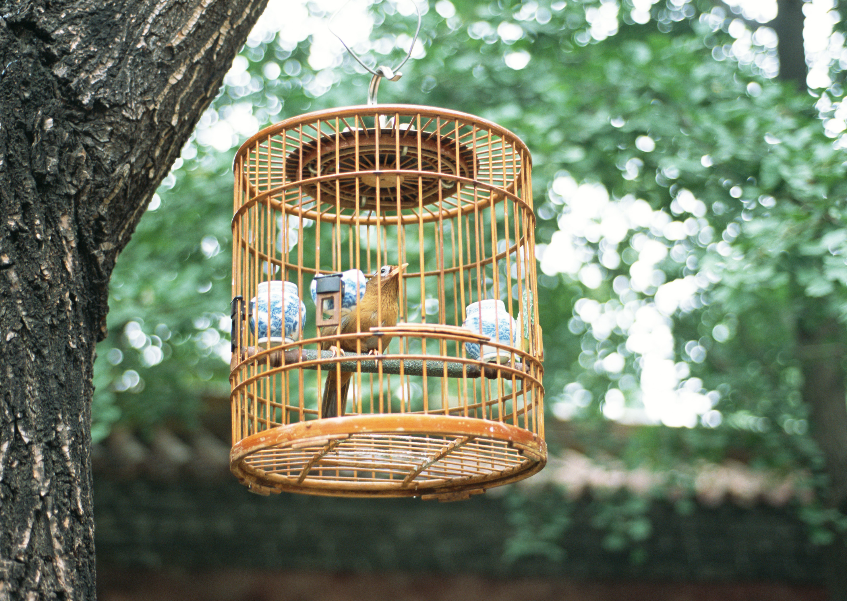 Free download high resolution image - free image free photo free stock image public domain picture -Birdcage