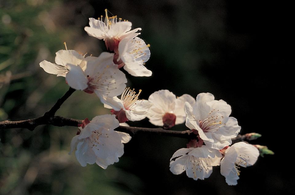 Free download high resolution image - free image free photo free stock image public domain picture  Rose of Sharon