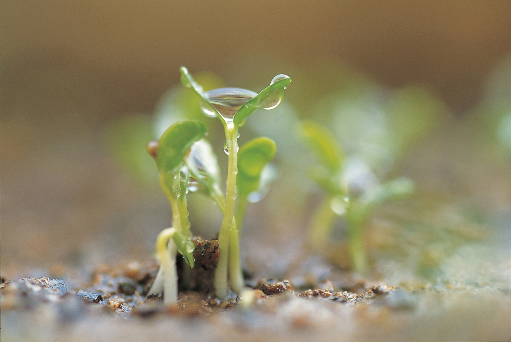 Free download high resolution image - free image free photo free stock image public domain picture -Plant germination in the land