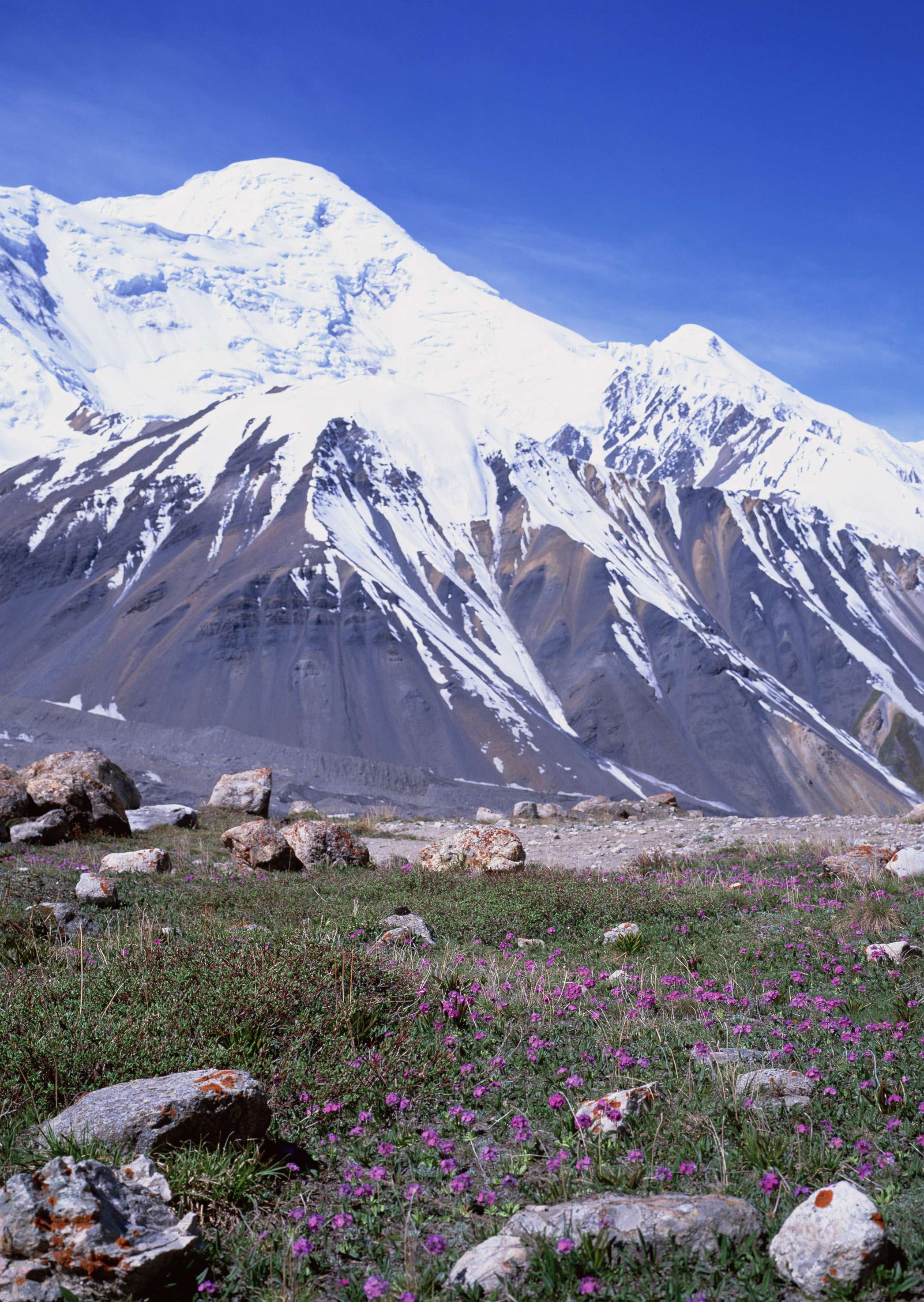 Free download high resolution image - free image free photo free stock image public domain picture -lpine landscape with flowers