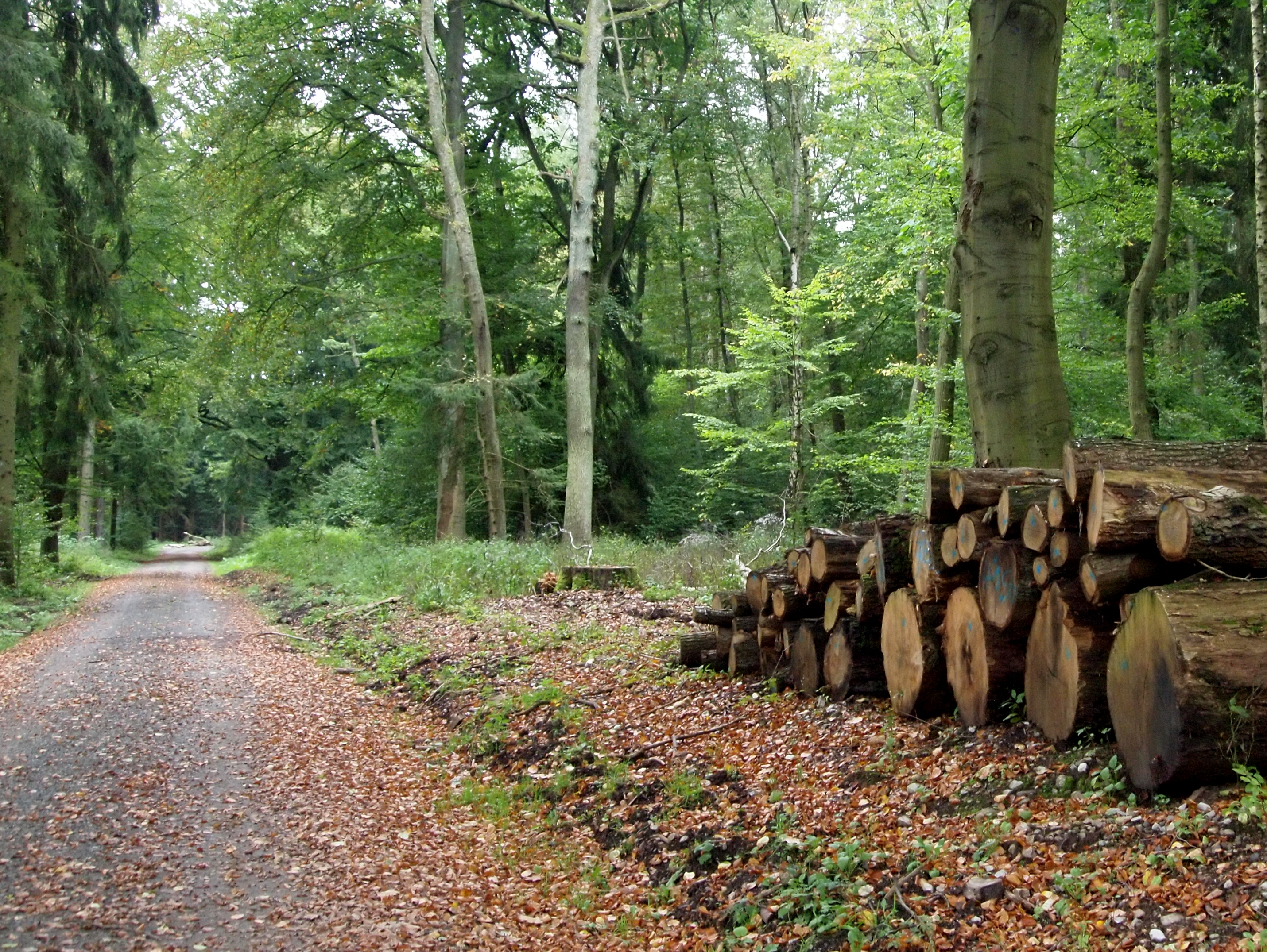 Free download high resolution image - free image free photo free stock image public domain picture -Piles of Lumber along Small Road trough Mixed Forest