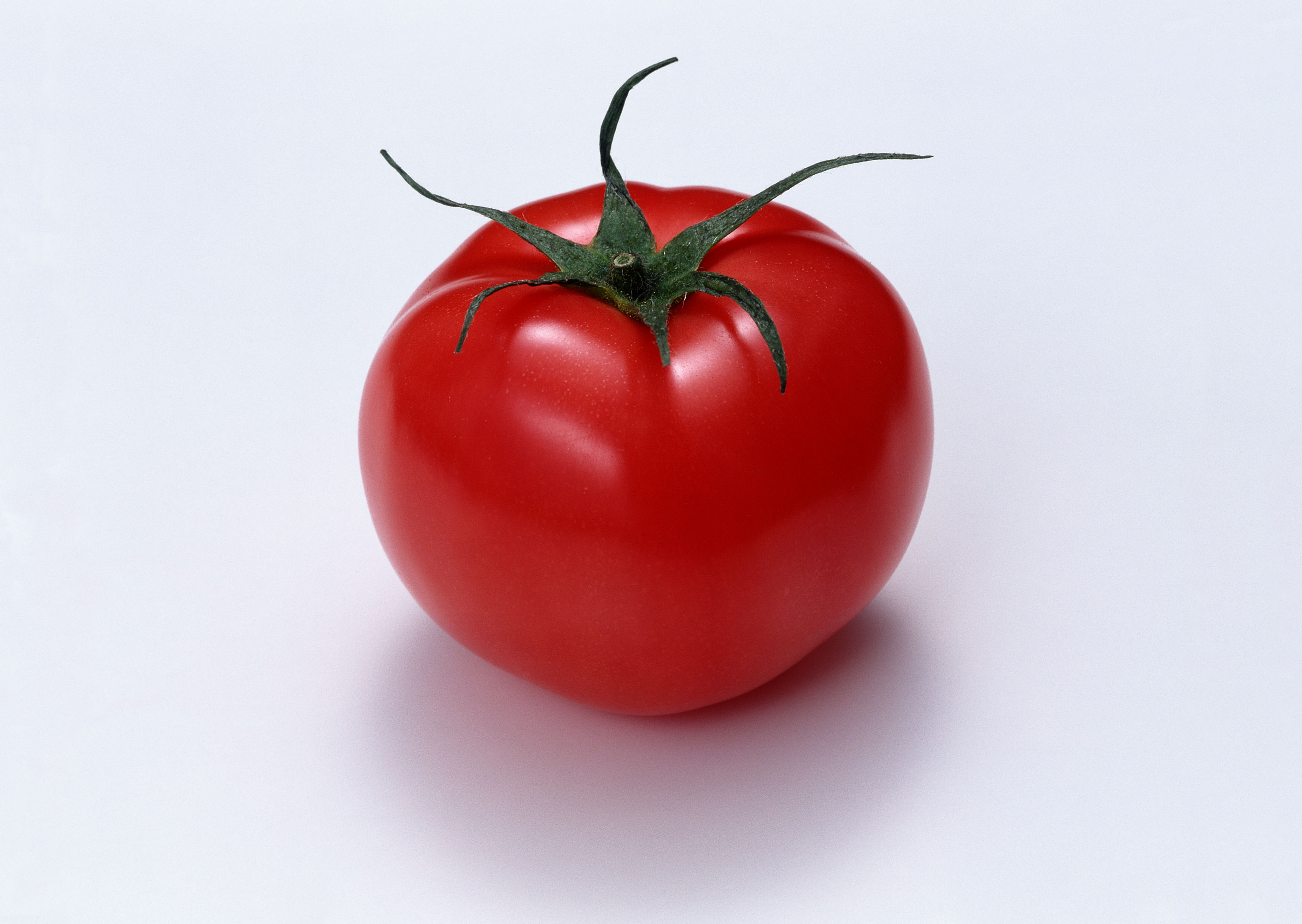 Free download high resolution image - free image free photo free stock image public domain picture -one fresh red tomato