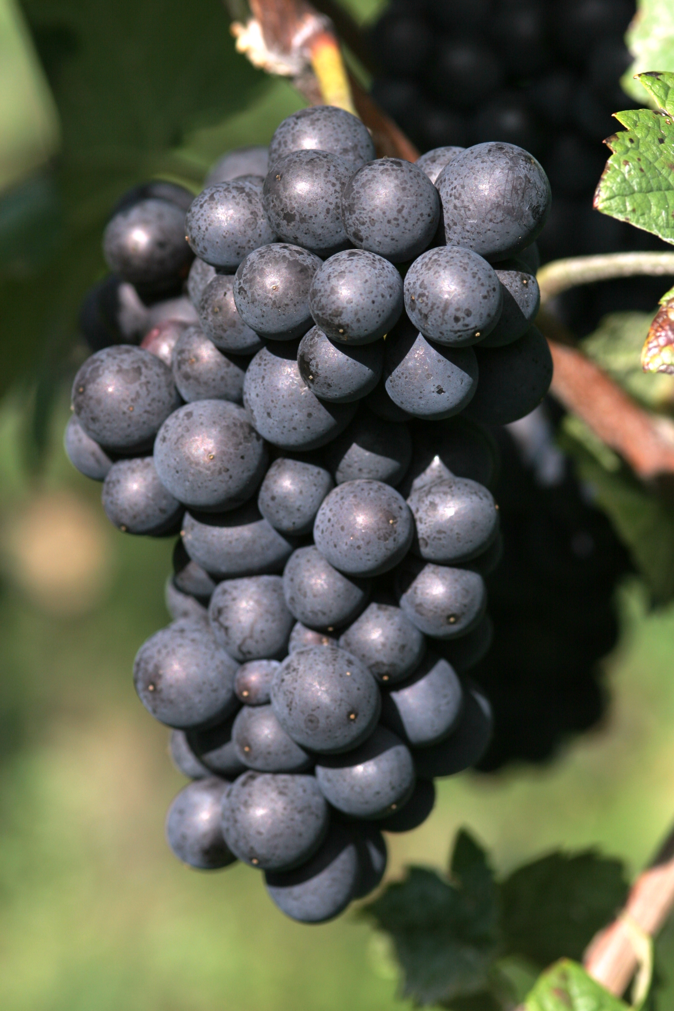 Free download high resolution image - free image free photo free stock image public domain picture -ripe red wine grape