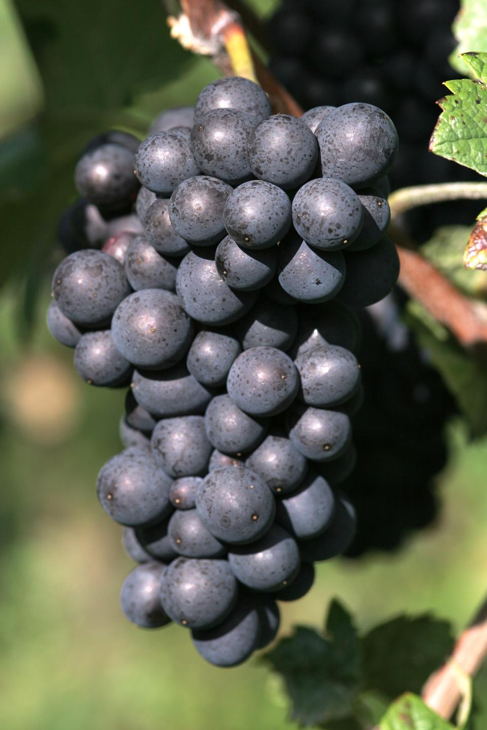 Free download high resolution image - free image free photo free stock image public domain picture  ripe red wine grape