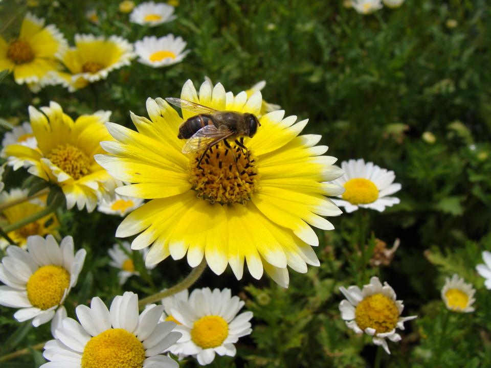 Free download high resolution image - free image free photo free stock image public domain picture  Honeybee and yellow flower head