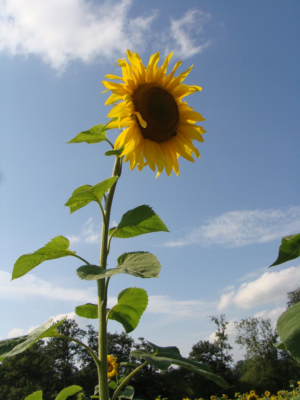 Free download high resolution image - free image free photo free stock image public domain picture  Close-up of sun flower against a blue sky