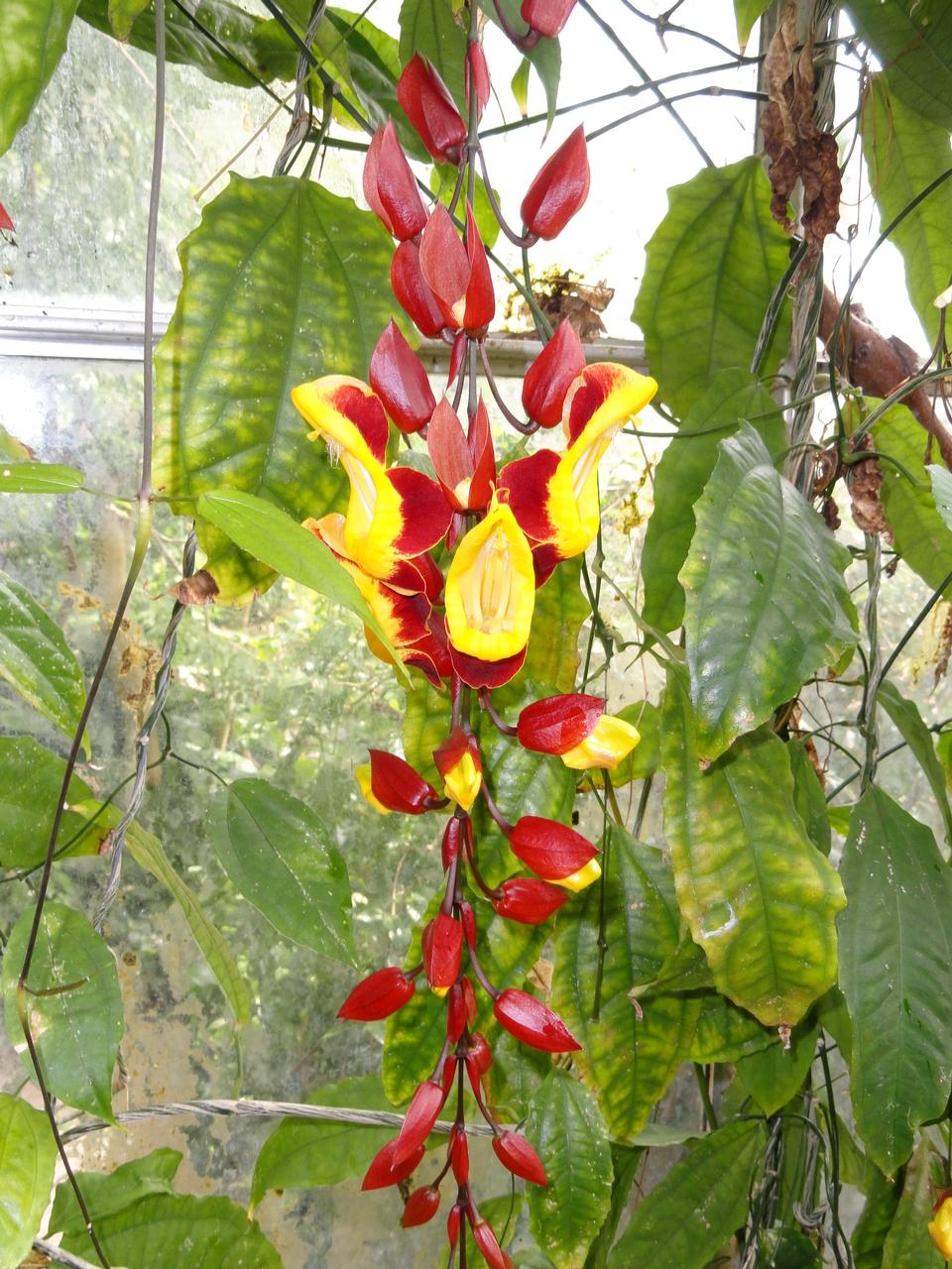 Free download high resolution image - free image free photo free stock image public domain picture  Common Mormon sucking nectar on Thunbergia myso