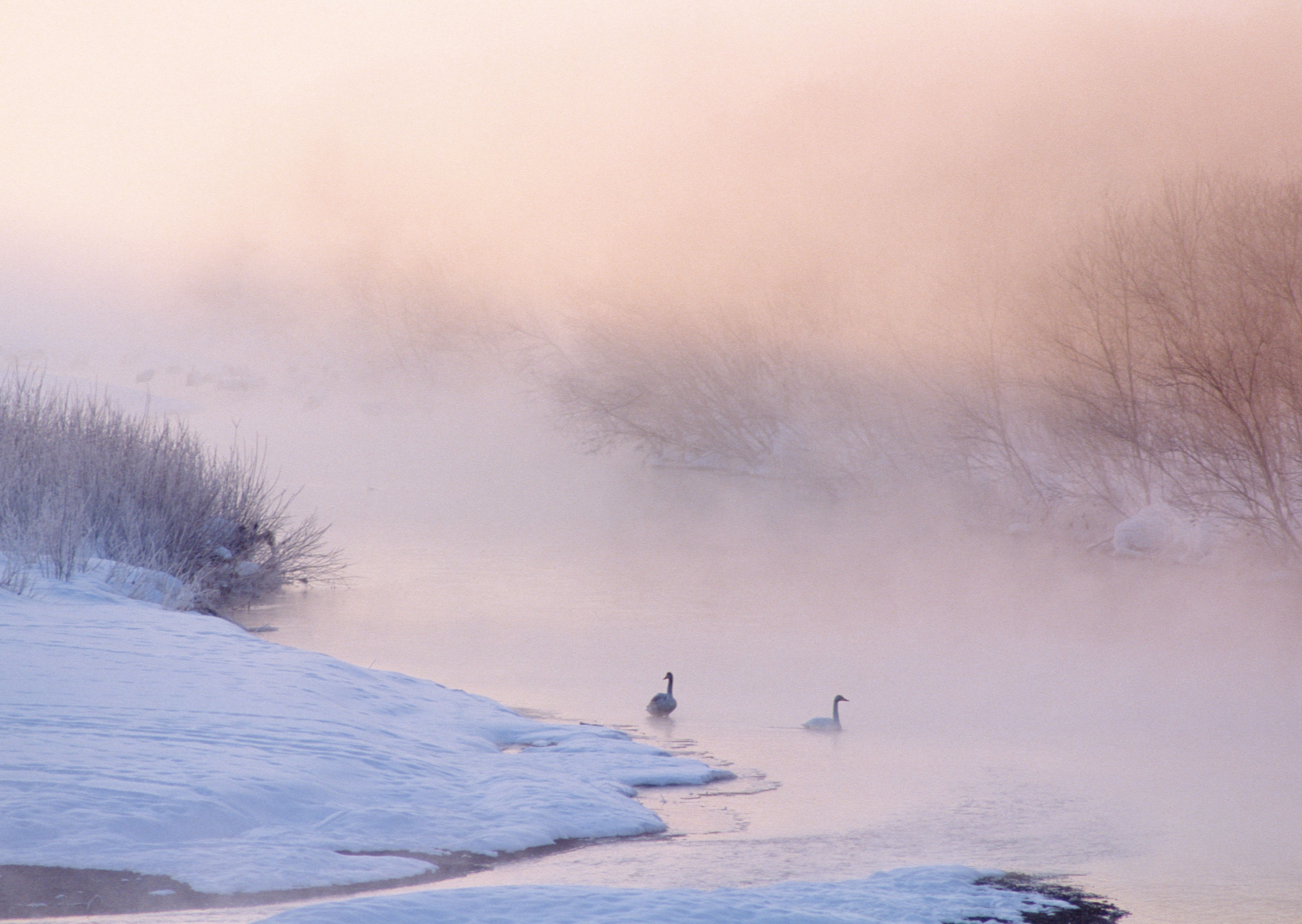 Free download high resolution image - free image free photo free stock image public domain picture -swans swimming in a winter lake