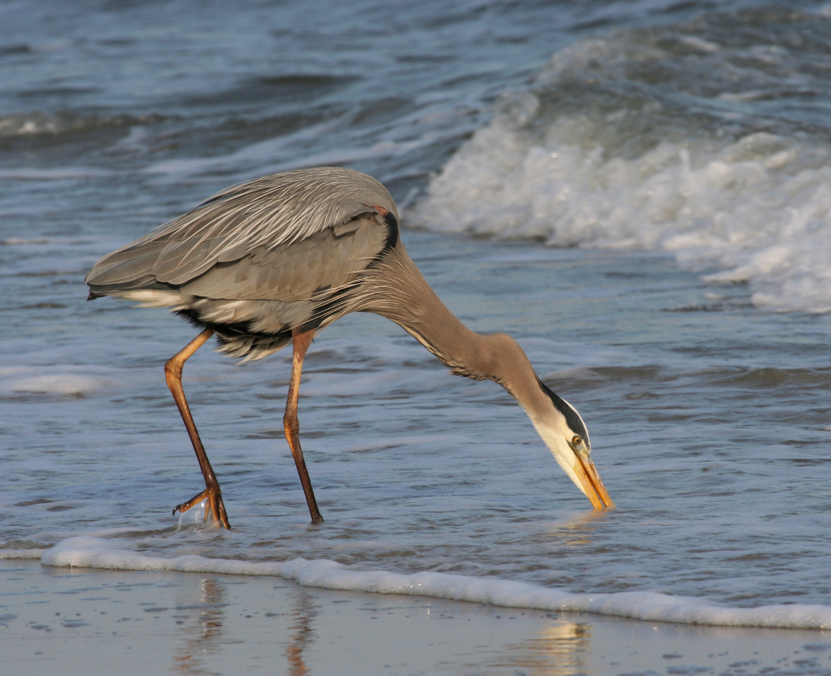 Free download high resolution image - free image free photo free stock image public domain picture -Great blue heron on the beach