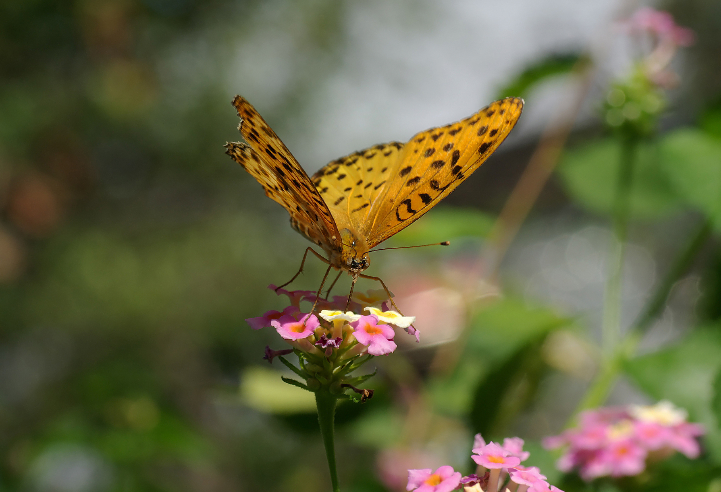 Free download high resolution image - free image free photo free stock image public domain picture -The female Indian Fritillary