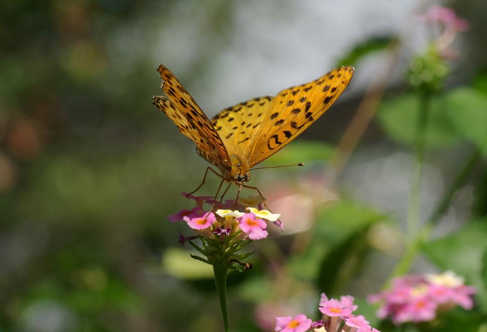 Free download high resolution image - free image free photo free stock image public domain picture  The female Indian Fritillary