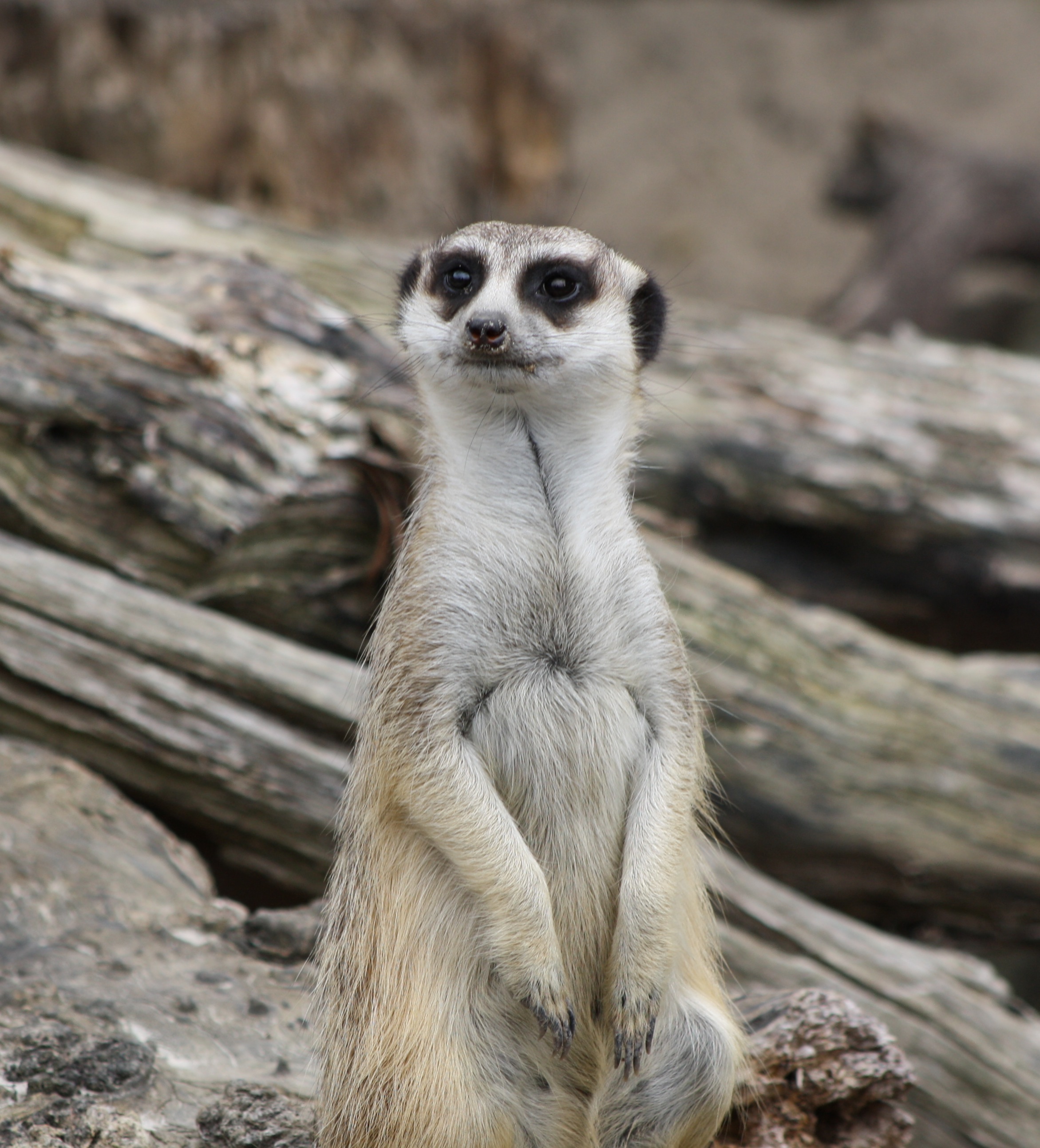 Free download high resolution image - free image free photo free stock image public domain picture -meerkat