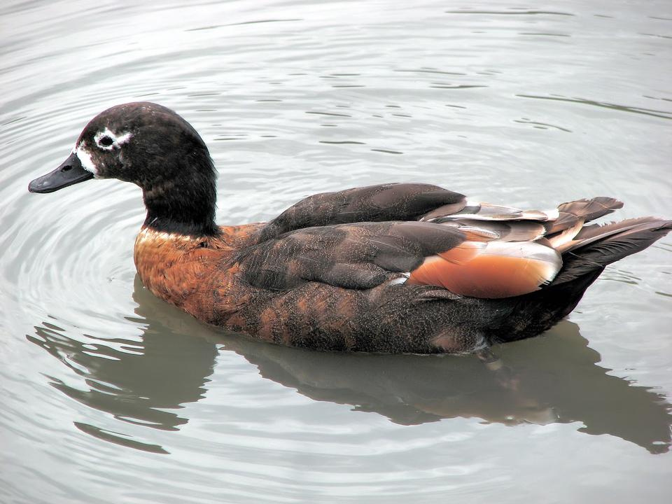 Free download high resolution image - free image free photo free stock image public domain picture  Australian shelduck